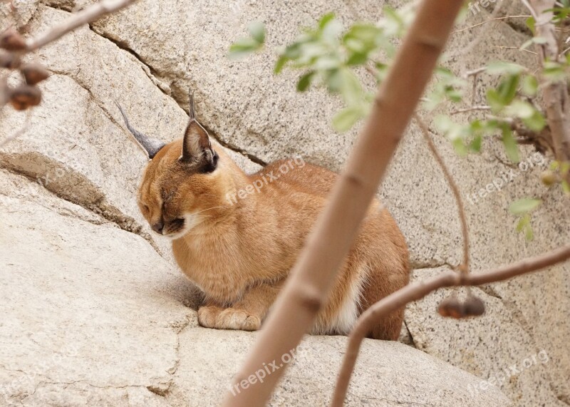 Caracal Cat Wild Animal Ears