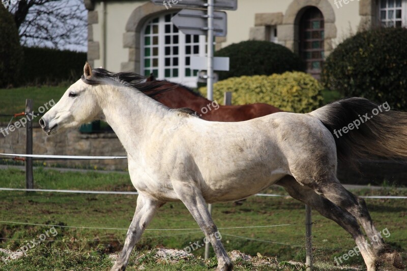 Horse Horses Nature Animals Equine