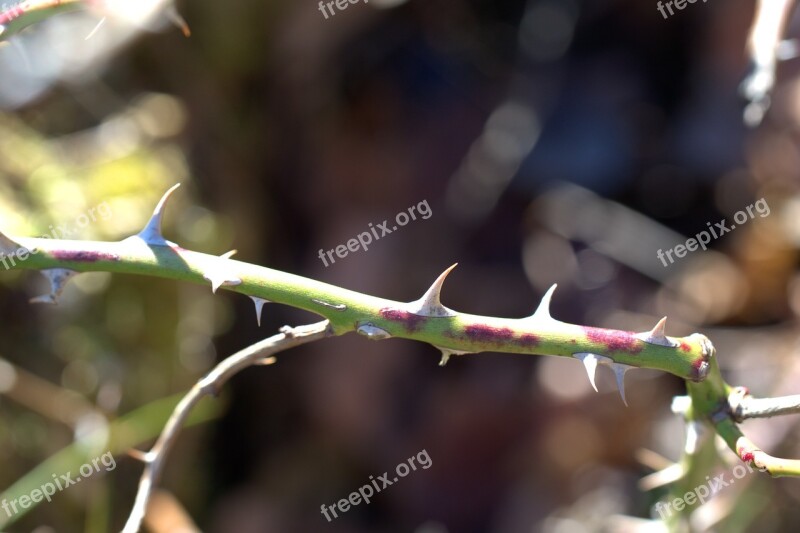 Thorn Rose Sting Prickly Spiny