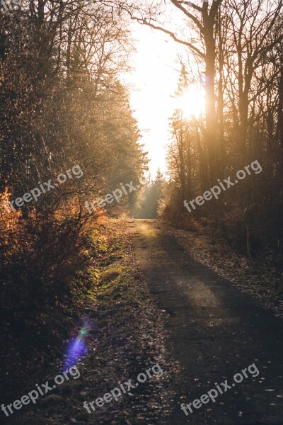 Forest Forest Path Sun Backlighting Lensflare