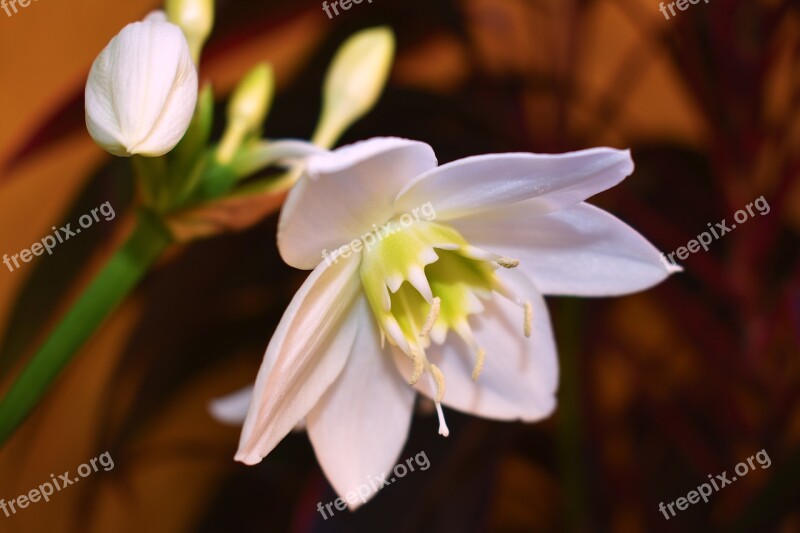 Naturaleza Flor Blanca Primavera Abierta