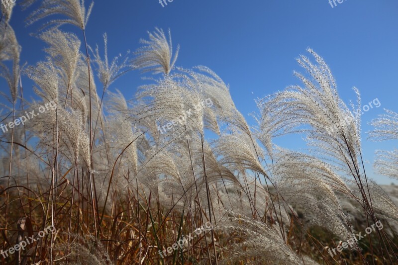 Reed Wind Nature Autumn Scenery