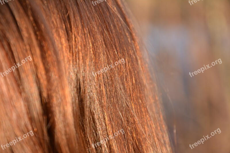 Hair Red Detail Macro Hairstyle