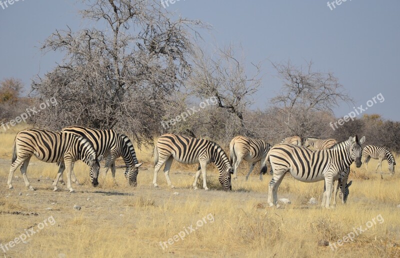 Zebra Africa Namibia Etosha Stripes