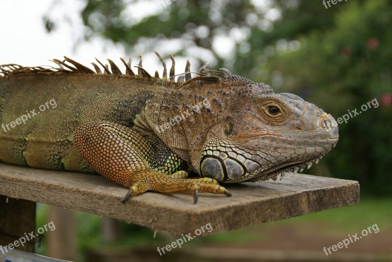 Animals Lizard Iguana Bali Reptile