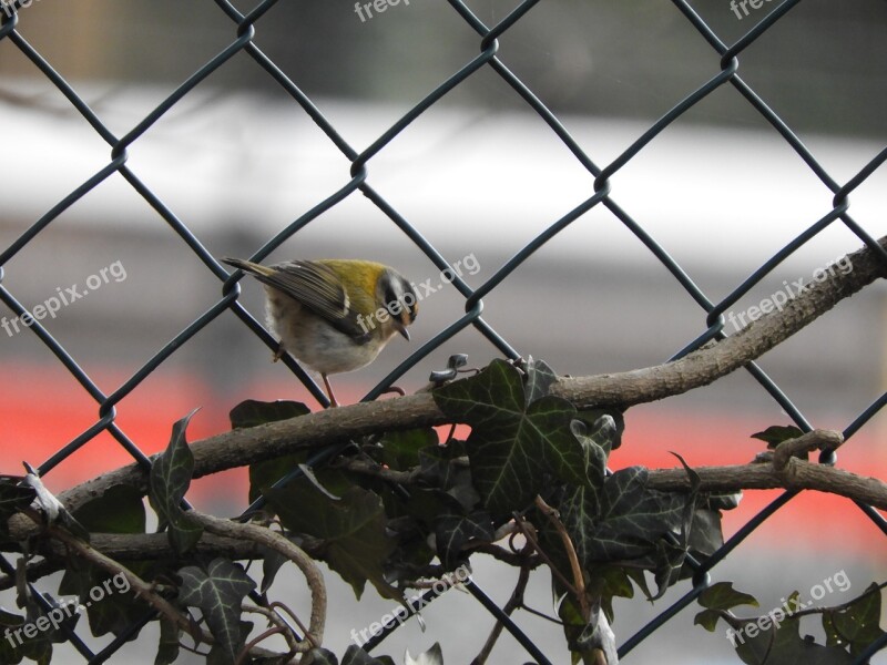 Animal Bird Nature Fauna Firecrest