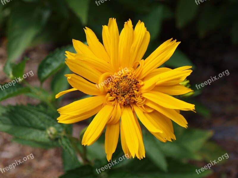 Zinnia Yellow Flower Summer Nature