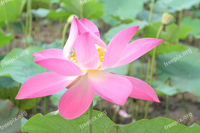 Lotus Flowers Vietnam Cell Sen Free Photos