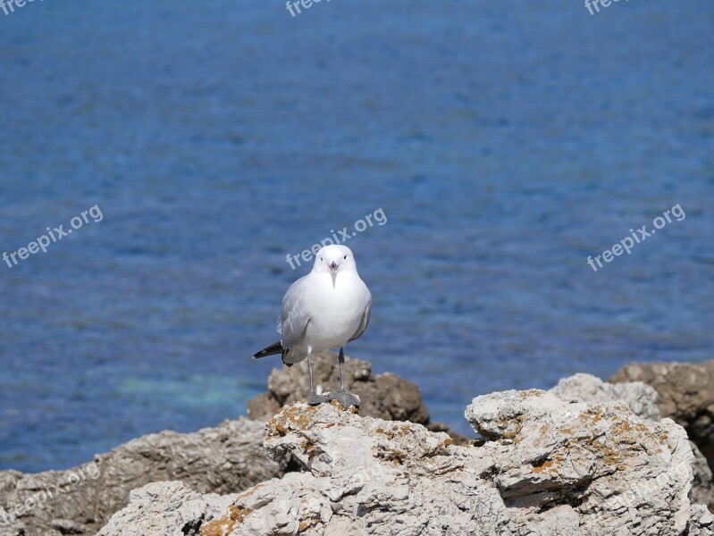 Seagull Sea Mediterranean Bird Animal