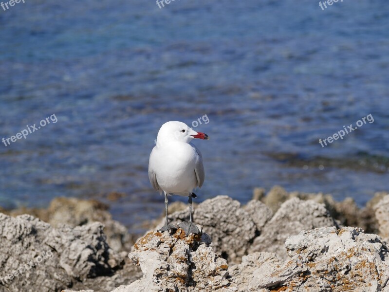 Seagull Sea Mediterranean Bird Animal