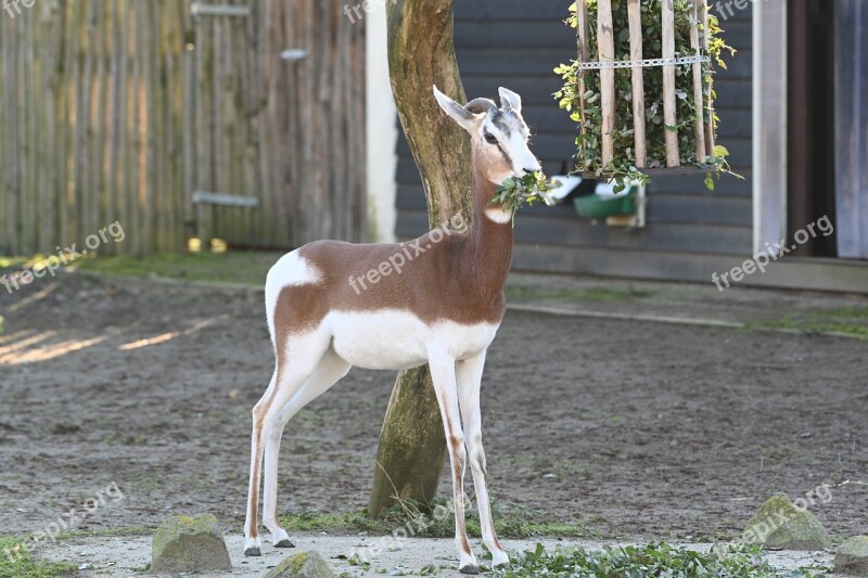 Zoo Blijdorp Goat Mammals Free Photos