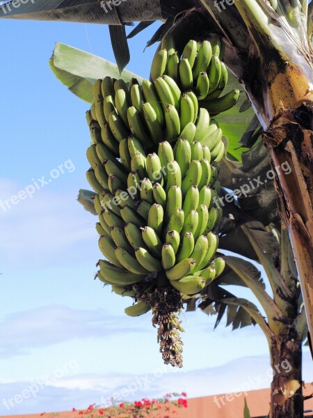 Bananas Green Unripe Food Tropical