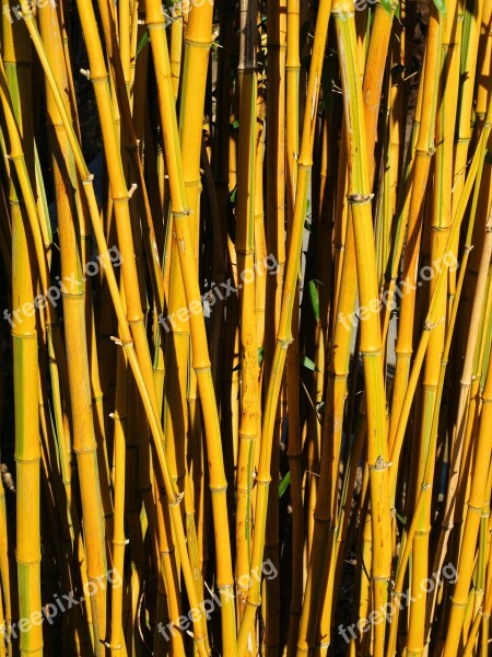 Bamboo Thicket Yellow Plant Nature