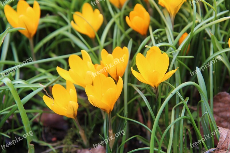 Crocus Crocus Yellow Flowers Spring Bulb