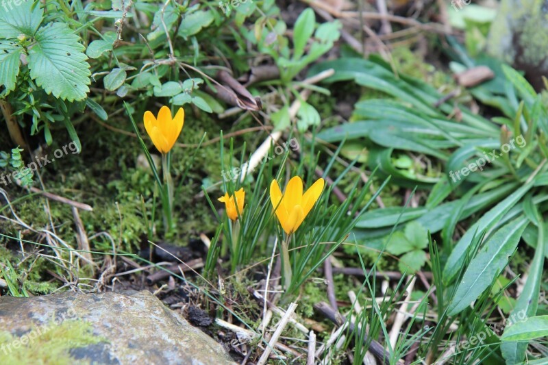 Crocus Crocus Yellow Flowers Spring Bulb