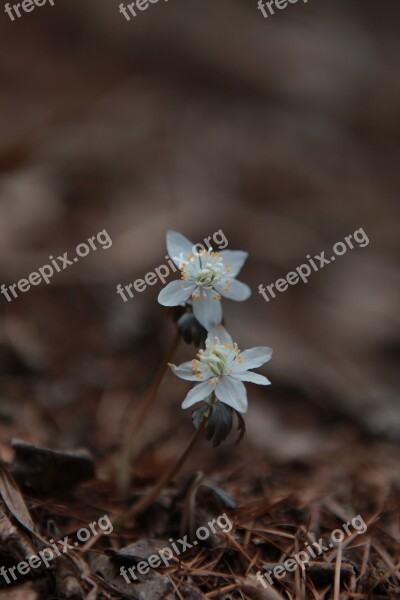 You Also Wind Flower Wildflower Flowers Plants Spring