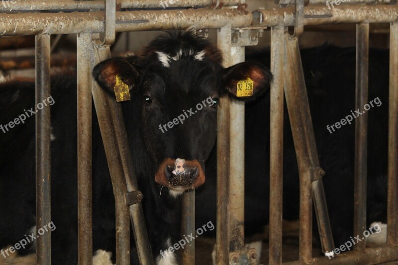 Brown Swiss Young Cattle Beef Agriculture Close Up