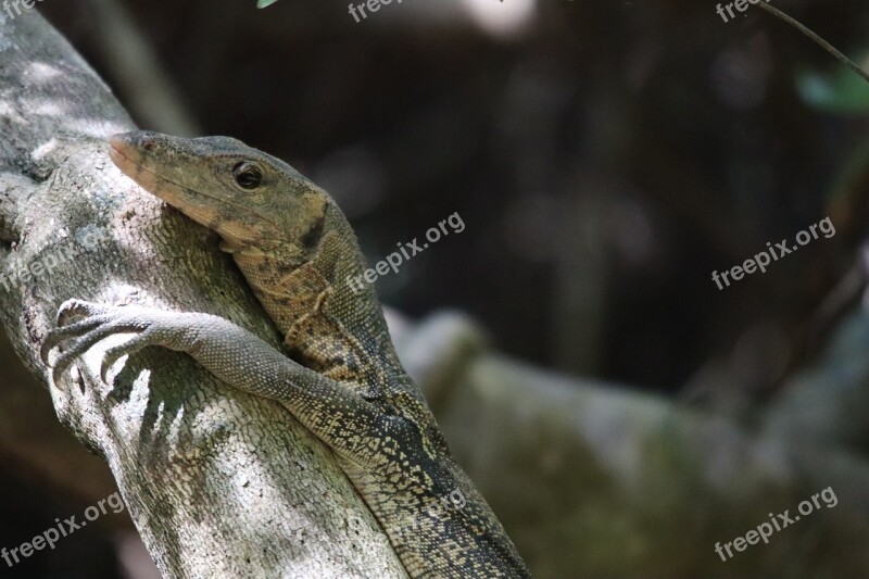 Monitor Lizard Reptile Scaly Close Up