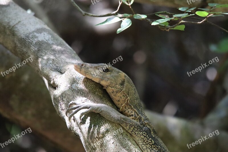 Monitor Lizard Reptile Scaly Iguana