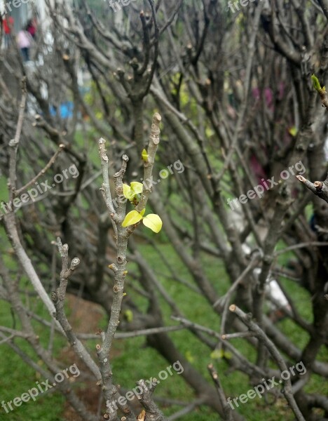 Foliage Sprout Plant Green Beginning