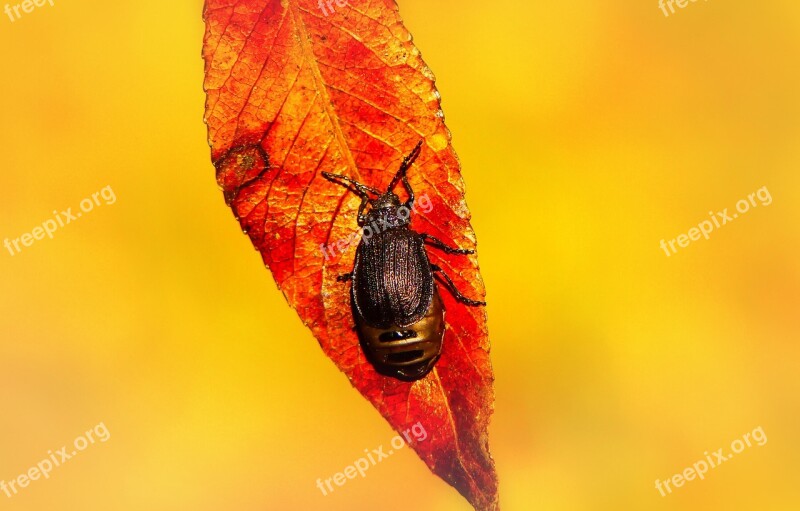 Rozdestnica Wrotyczówka Insect Leaf Autumn Seasons Of The Year