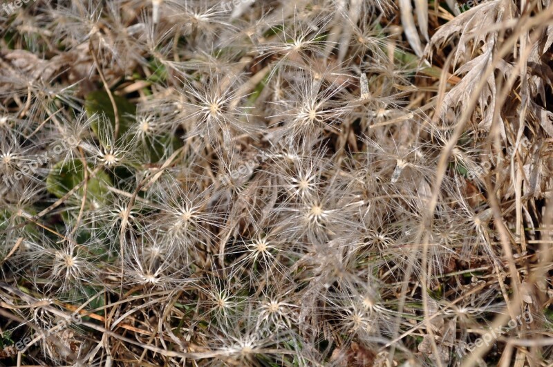 Flower Star Grass Ornament Curls