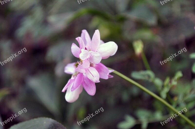 Flower Nature Spring Garden Solitary