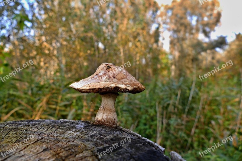 Boletus Stump Autumn Wood Forest