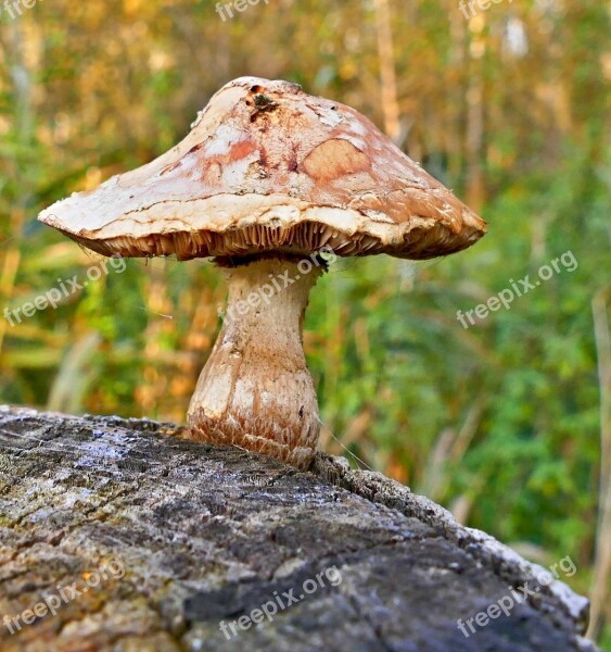 Boletus Forest Stump Mushrooms Nature