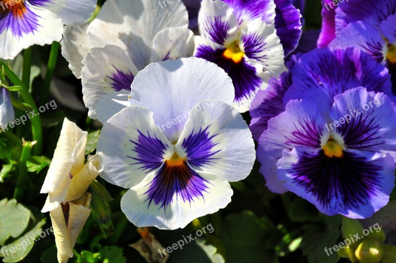 Pansies Flowers In The Summer Of Spring Nature