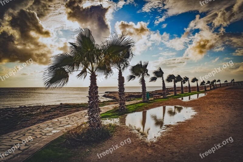 Trees Path Palm Trees Nature Landscape