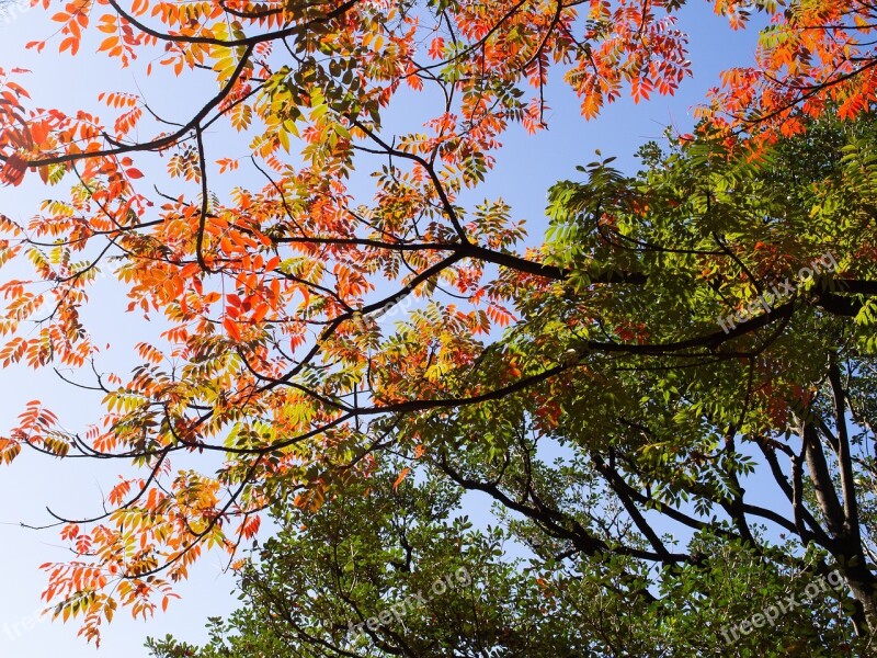 Autumnal Leaves Sky Leaf Autumn Natural