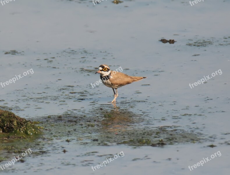 Small Wild Wildlife Bird Migratory