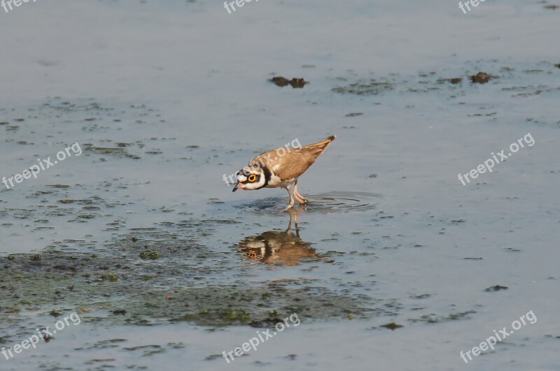 Small Wild Wildlife Bird Migratory