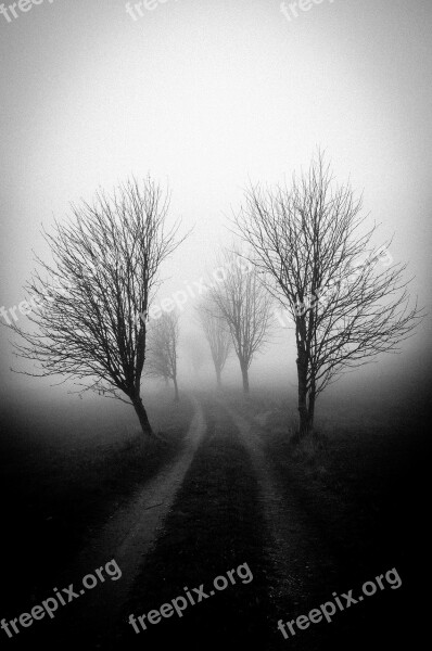 Fog Tree Shadow Mood Melancholy