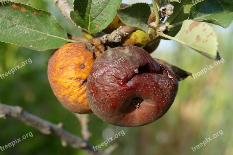 Apple Fruit Flora Food Rot