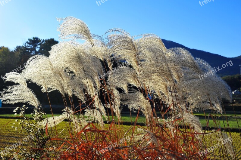 Silver Grass Autumn Nature Wind Landscape