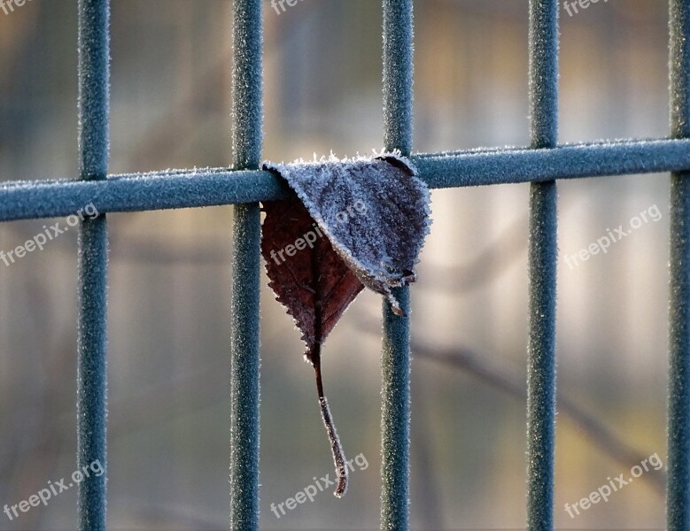 Frost Leaf Railing Hoarfrost Frozen