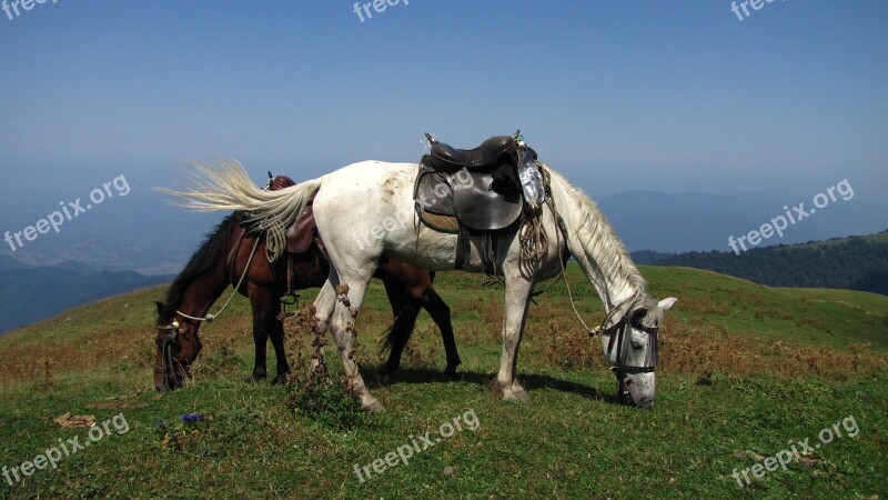 Georgia Rally Horse Riding Borjomi Free Photos