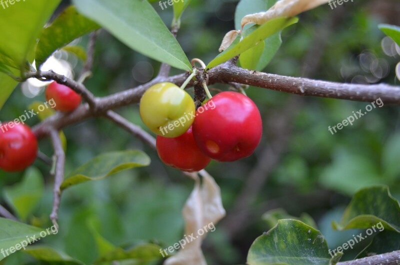 Acerola Fruit Green Vitamin Brazil