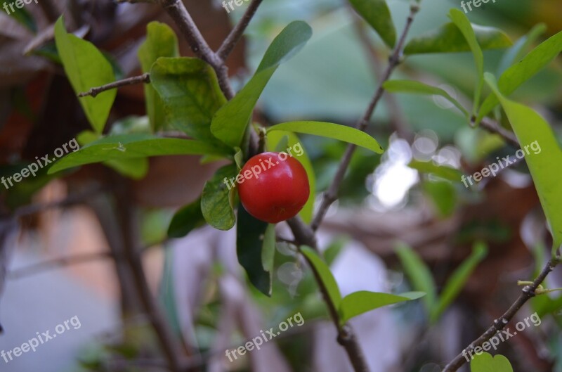 Acerola Fruit Green Vitamin Brazil