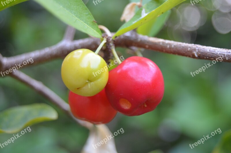 Acerola Fruit Green Vitamin Brazil