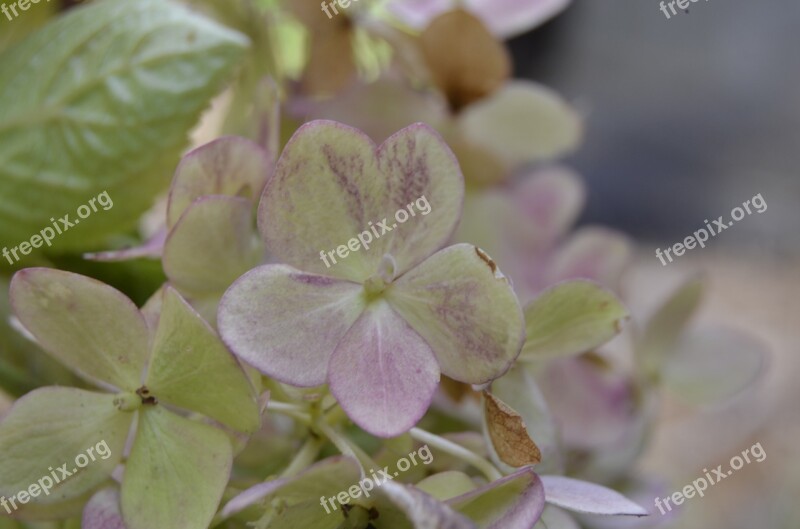 Flower Hydrangea Nature Flowers Flora