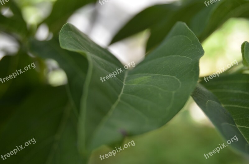 Leaf Green Nature Leaves Plant