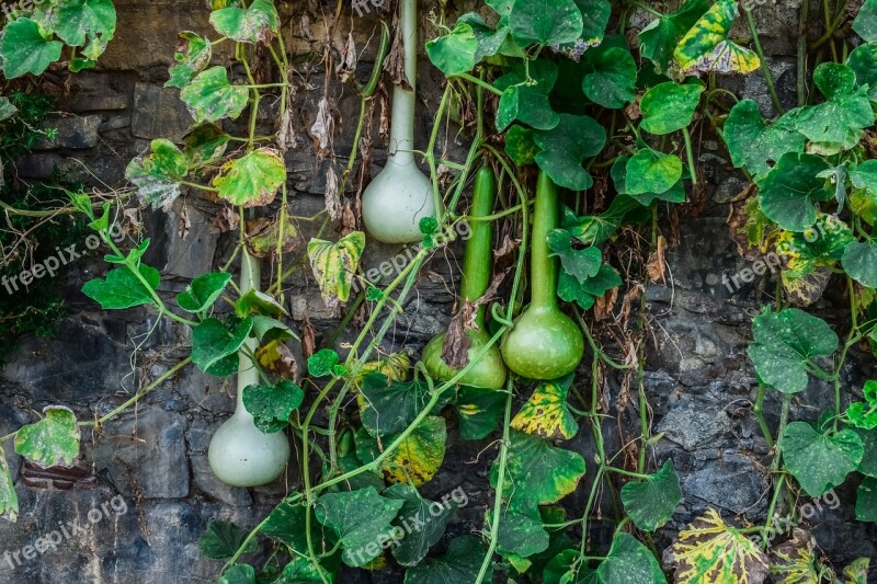 Pumpkins Wall Village Askas Cyprus