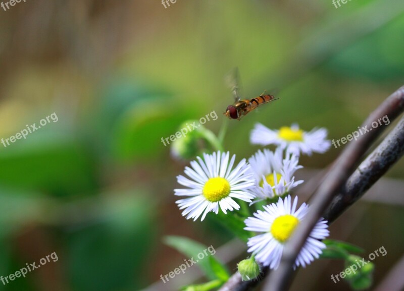 Bee Flight Insecta Flower Nature