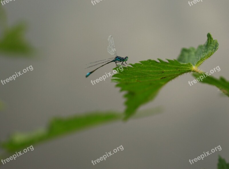 Dragonfly Blue Insecta Leaf Nature