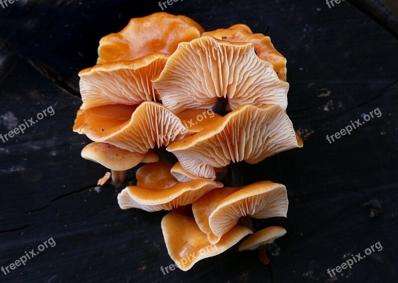 Mushroom Close Up Flammulina Velutipes Edible Enokitake