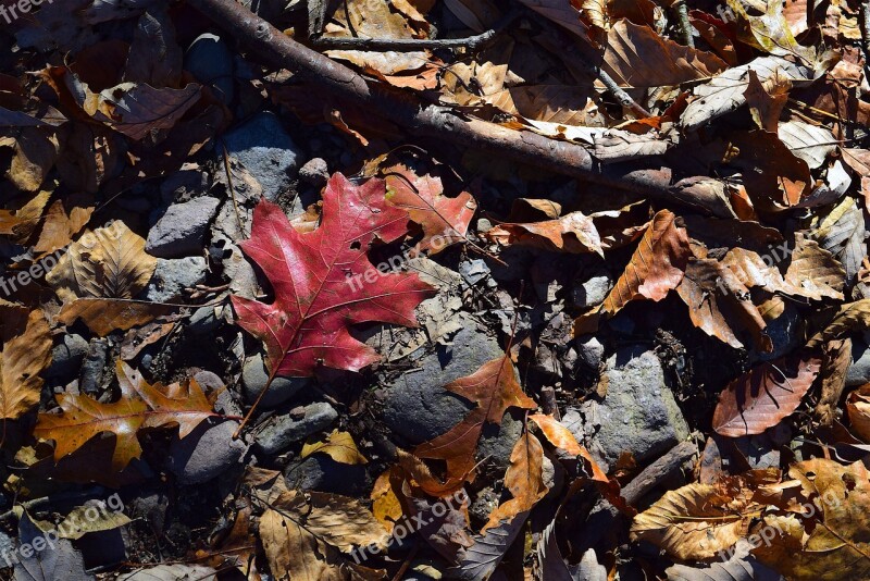 Foliage Leaves Autumn Colorful Red