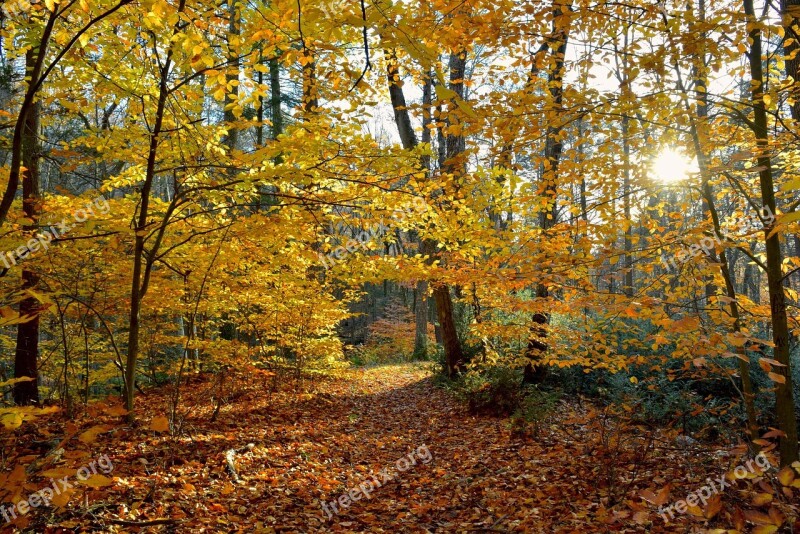 Foliage Leaves Autumn Colorful Yellow